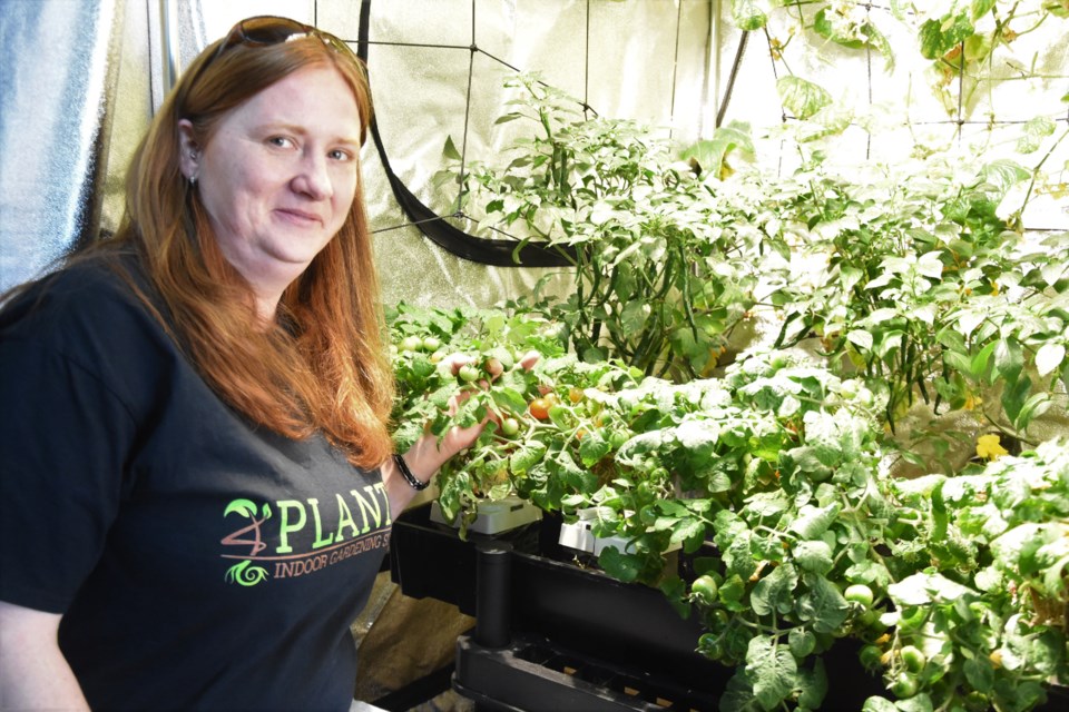 Kim White, co-owner of 4 Plants Indoor Gardening Supply, shows some of the Dwarf cherry tomatoes she is growing inside her business. The store sells supplies to help those with a green thumb grow vegetable and cannabis plants indoors. Photo by Jason G. Antonio