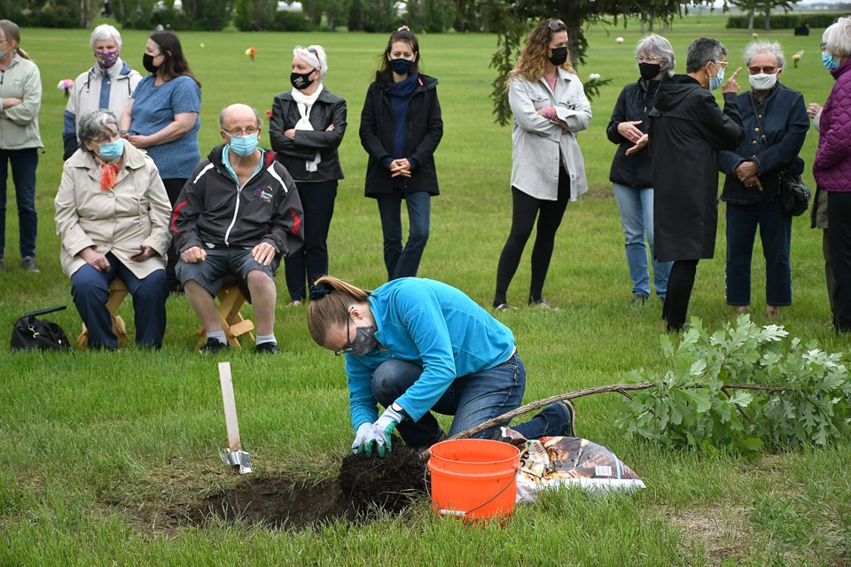 City of Moose Jaw horticulturalist and CWL member Sarah Regent works on the oak tree prior to planting.