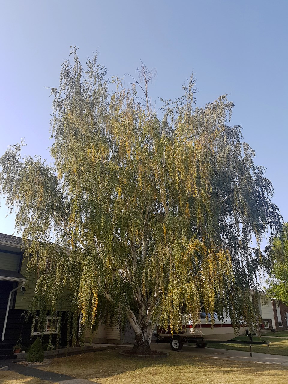 2020 tree of significance weeping birch