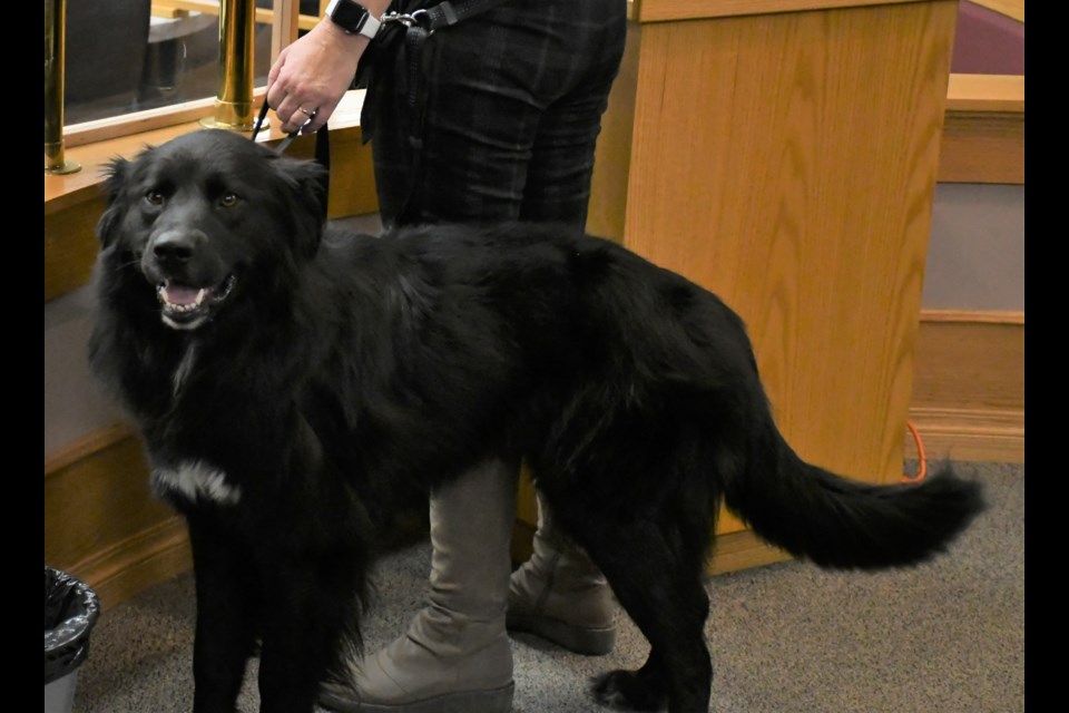 Tankie, a Pyrenees cross, excitedly thumped his tail against the podium as his handler spoke during city councils Nov. 22 budget meeting. Photo by Jason G. Antonio 