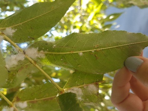 Cottony ash psyllids can destroy leaves on trees and create sticky white substances that become a nuisance. Photo courtesy City of Moose Jaw