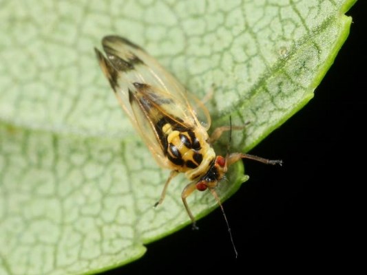 The cottony ash psyllid insect, also known as the jumping tree lice. 