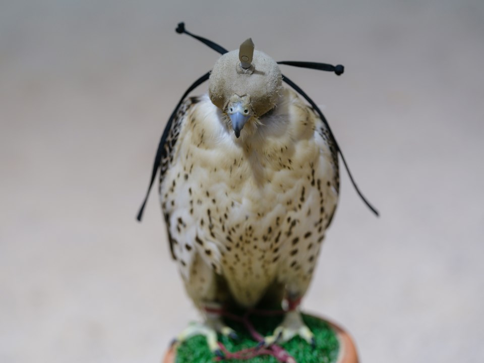 falconry-animal