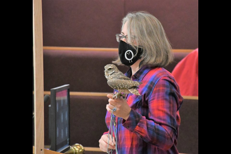 Peanut the burrowing owl generated much excitement among city council when the endangered bird appeared with its handler, Lori Johnson, during budget deliberations on Nov. 26. Photo by Jason G. Antonio 