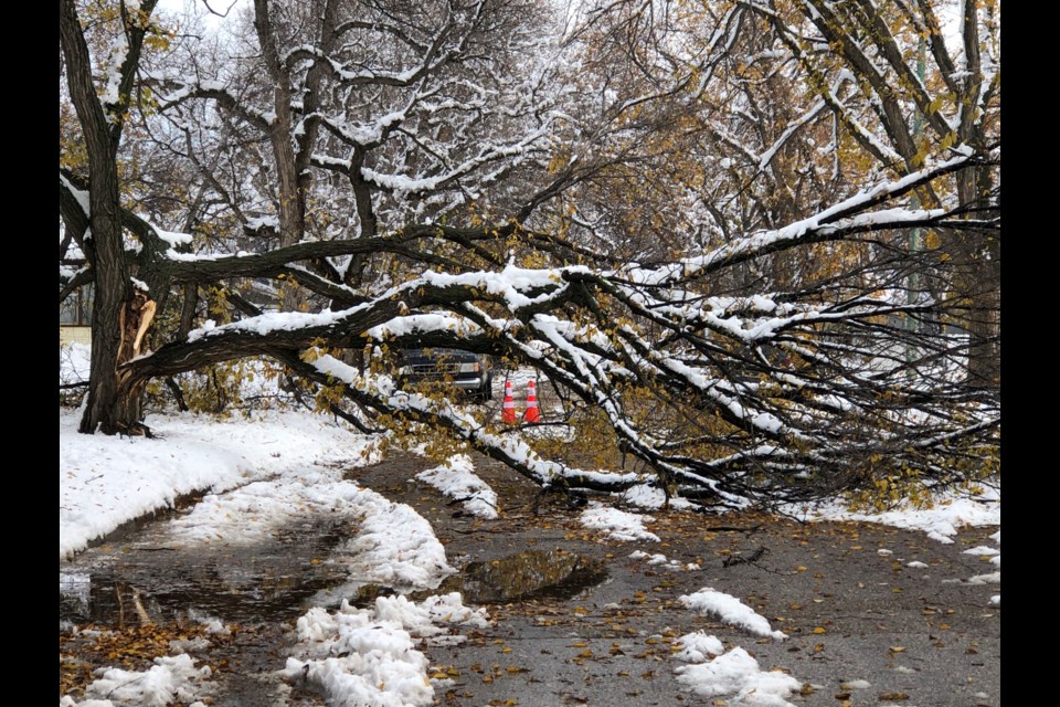 A tree completely blocks a road near the intersection of Athabasca Street West and Eighth Avenue Northwest. Photo by Jason G. Antonio 