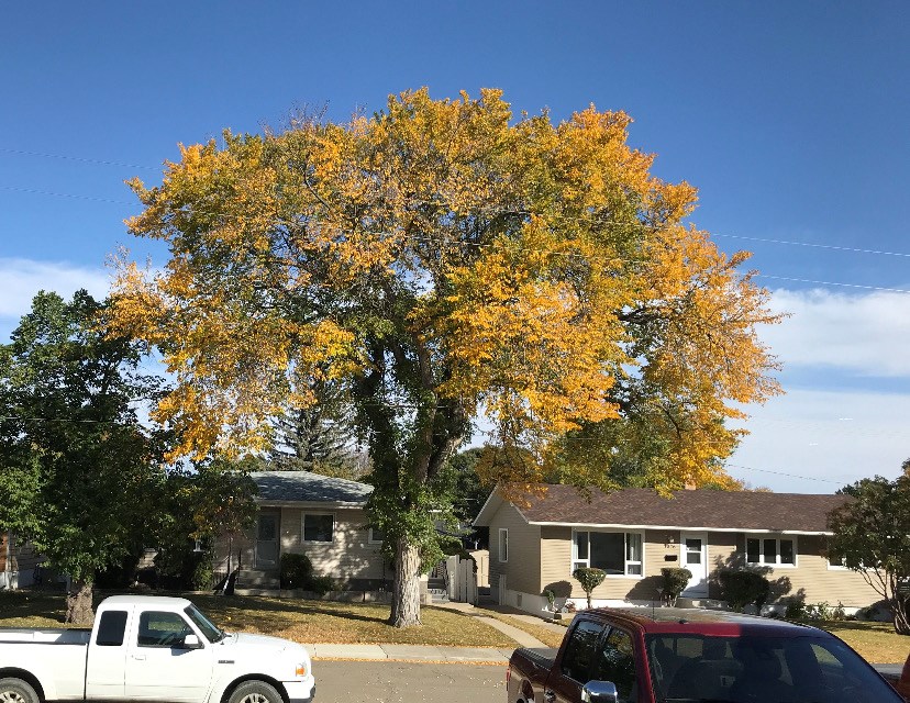A large American elm on the boulevard at 1030 Henry St. Photo courtesy city hall