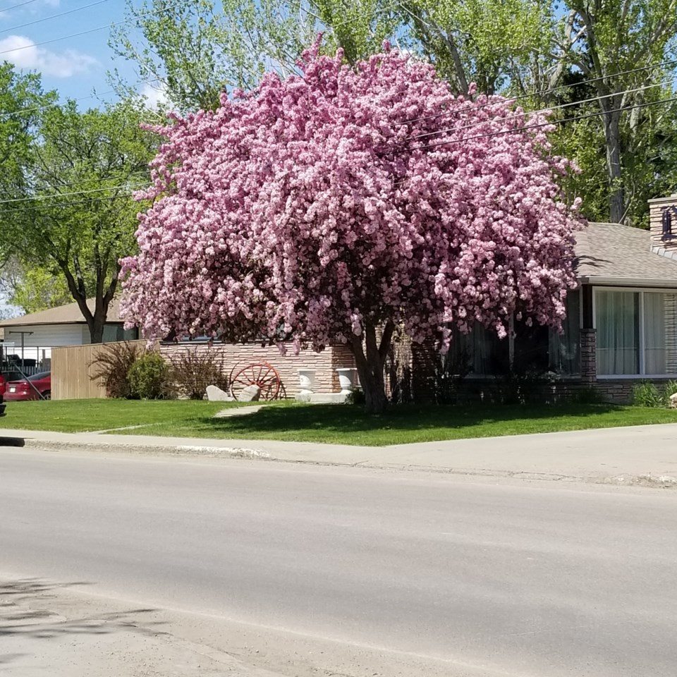 Tree significance 2022 winner