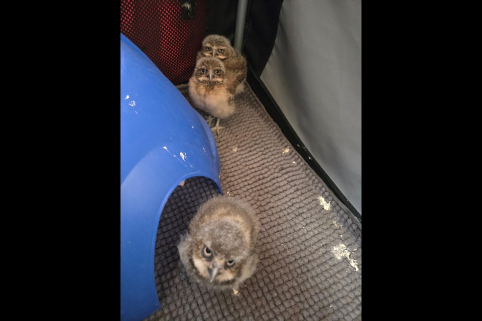 The Saskatchewan Burrowing Owl Interpretive Centre recently hatched three new baby owls — Blue, Pinkie and Baby — and plans to use them as ambassadors to promote their species and the challenges the endangered animals face. Photo courtesy Facebook