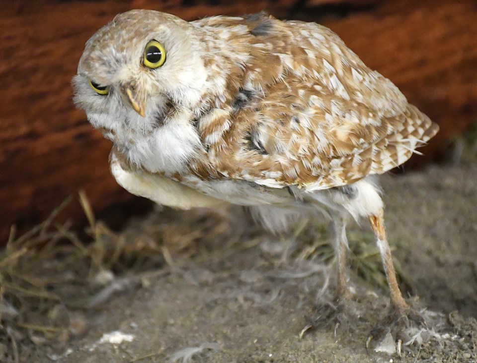 Burrowing owl fundraiser owl