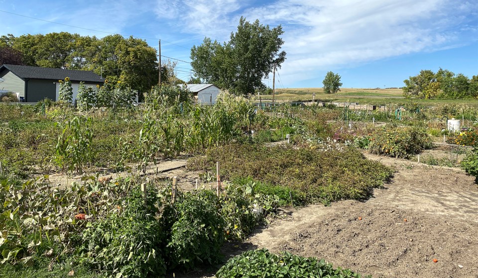 Community Gardens fall 2021