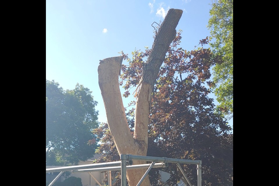 Rivard's damaged tree before the wood carving work began.