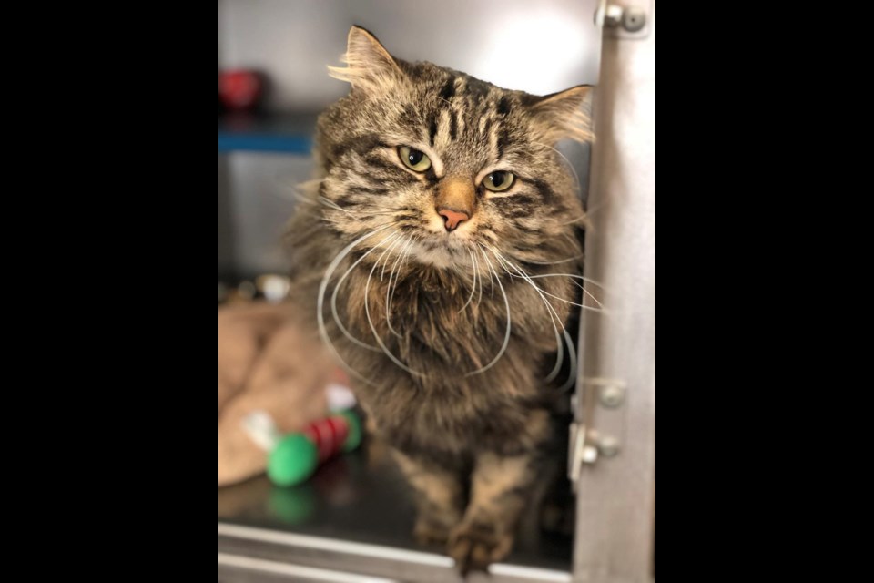 Doug is an adult neutered male about 1-2 years old. If you're interested in meeting Doug, call the shelter at 306-692-1517