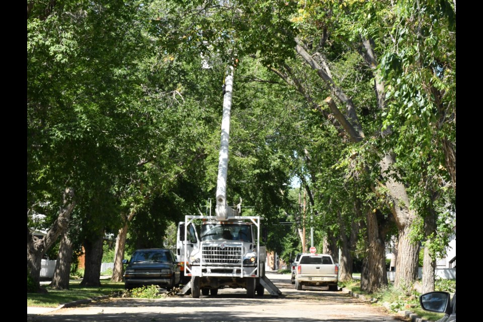 City crews use a picker to cut down infected Dutch elm trees. Photo by Jason G. Antonio