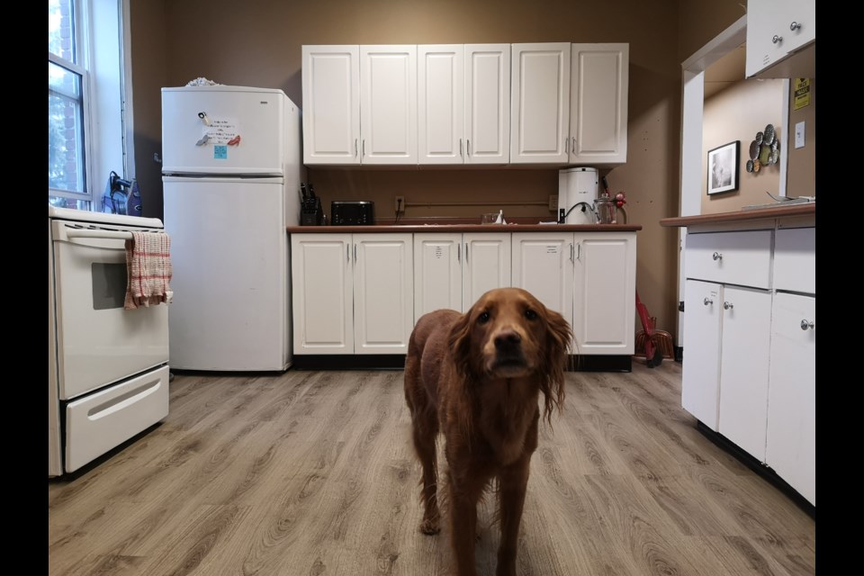 Rosie, one of the dogs who frequent the Family Services office, investigates the new flooring donated by Carpet One.