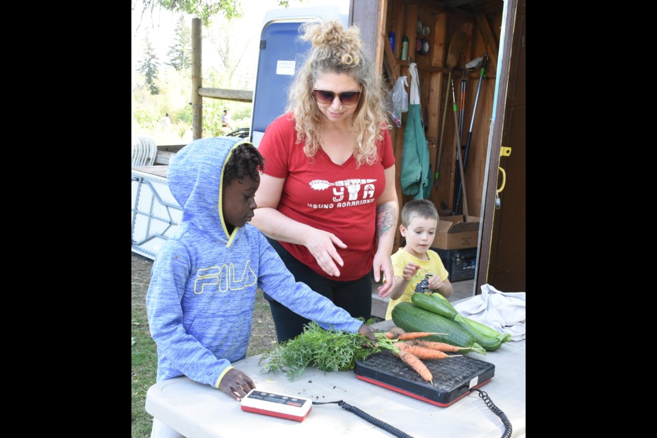 Alieka Beckett, co-ordinator of Young Agrarian's Saskatchewan apprenticeship program (middle), weighs produce that children have picked from the garden.  Photo by Jason G. Antonio