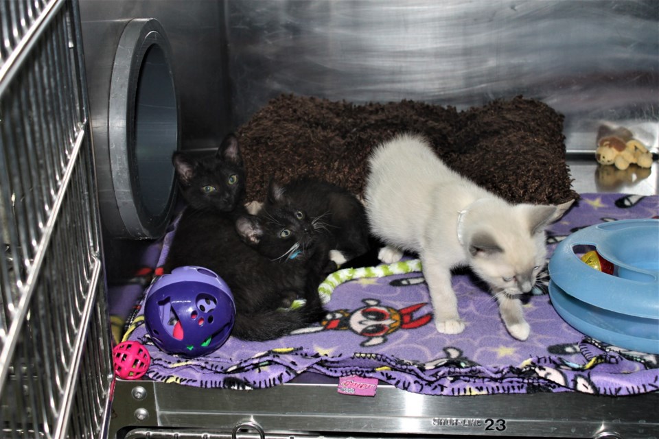Litters of kittens don’t usually stay at the shelter for long, although executive director Dana Haukaas says black kittens are usually the last ones left.