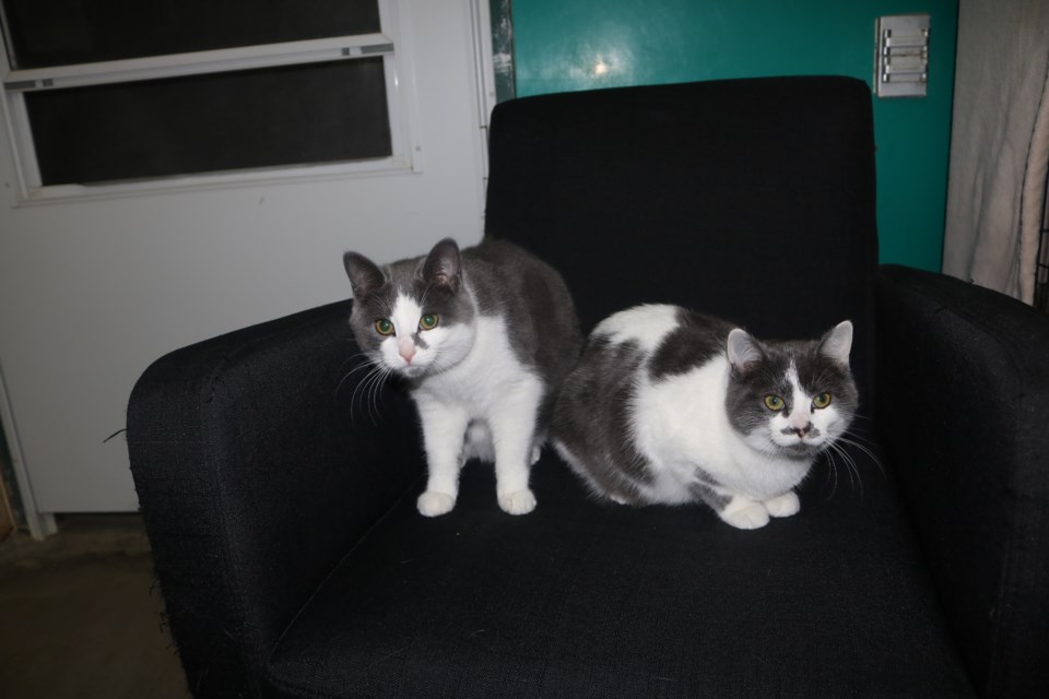 Betty and Veronica are two of the adoptable cats at the Moose Jaw Humane Society. Photo by Shawn Slaght