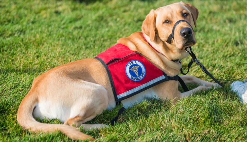 I am a service dog (Heather Paul-Moment-Getty Images)