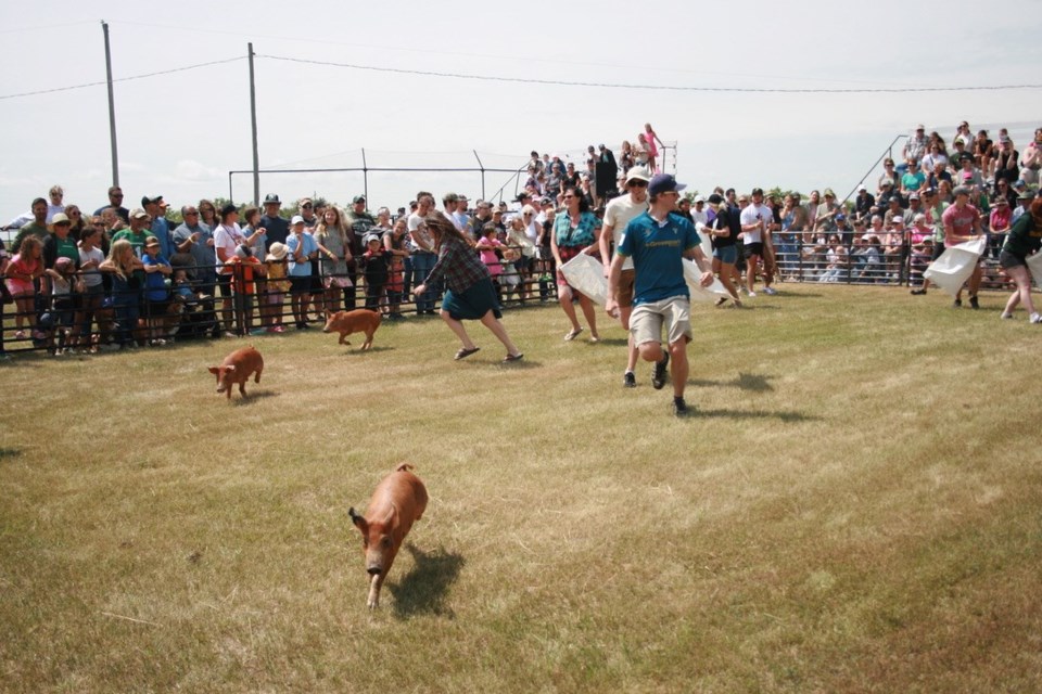 The pig scramble was one of the most popular events at the Creelman fair.