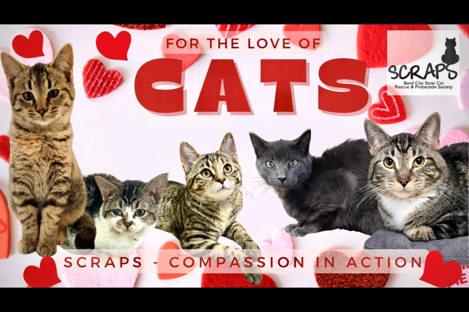 Consider sponsoring a cat or kitten this Valentine's Day.
