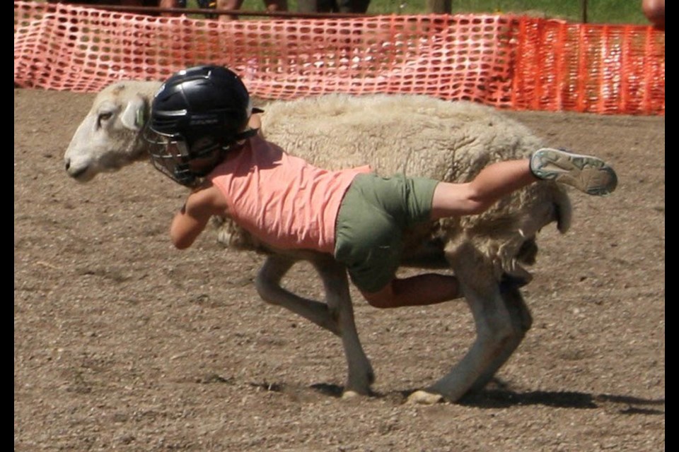 A neck hold is one method for riding a sheep.