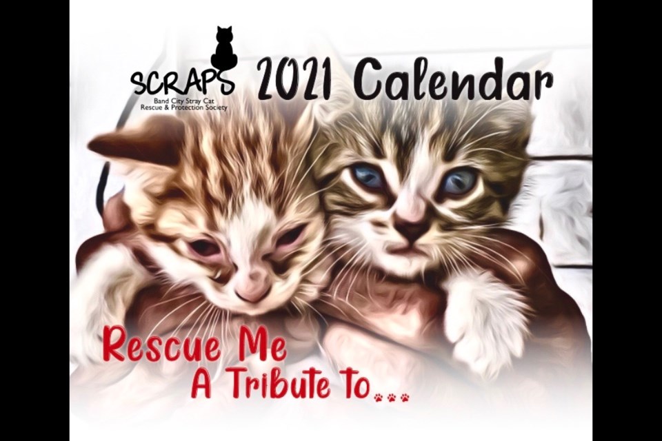 The front cover of the 2021 SCRAPS calendar features a pair of stray kittens held in the hands of their foster. (supplied)