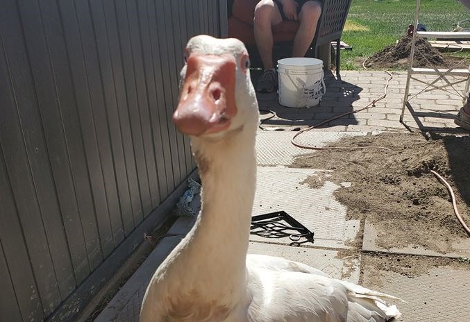 steve the goose crop