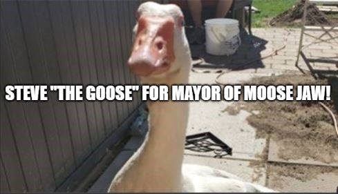 Steve The Goose's official campaign photo. Source: Facebook