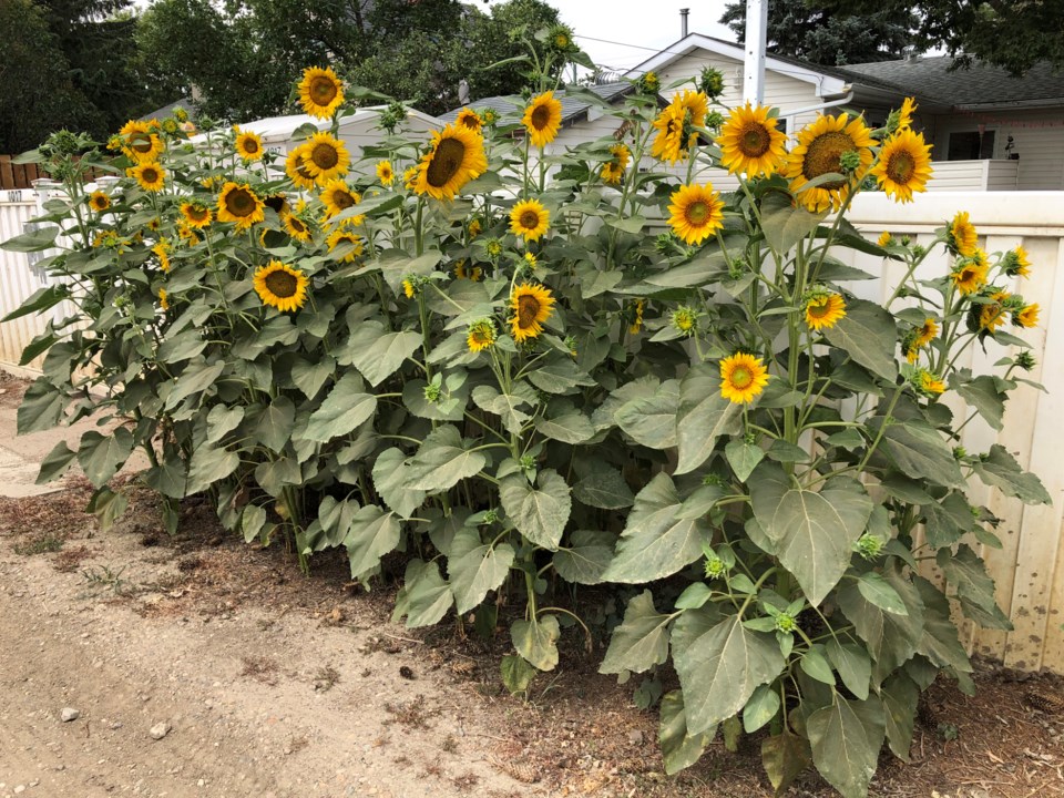 Sunflowers alley