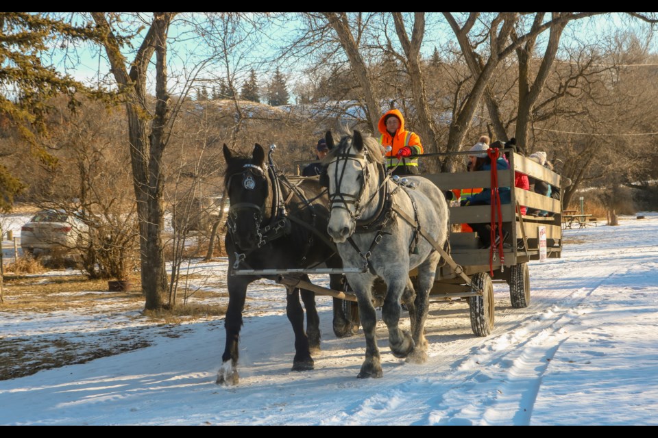 The Prairie Percherons horse and wagon team pull visitors through Wakamow Valley during the winter wagon rides on Saturday. Photo by Shawn Slaght