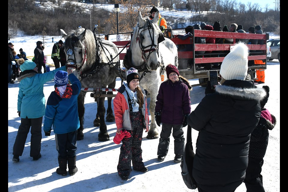 Vistors young and old couldn’t resist paying a visit and offering a pet to the Prairie Percherons.
