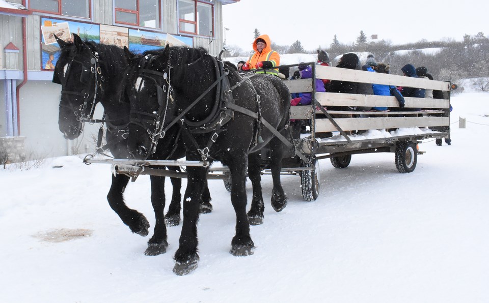 Winterfest Percherons