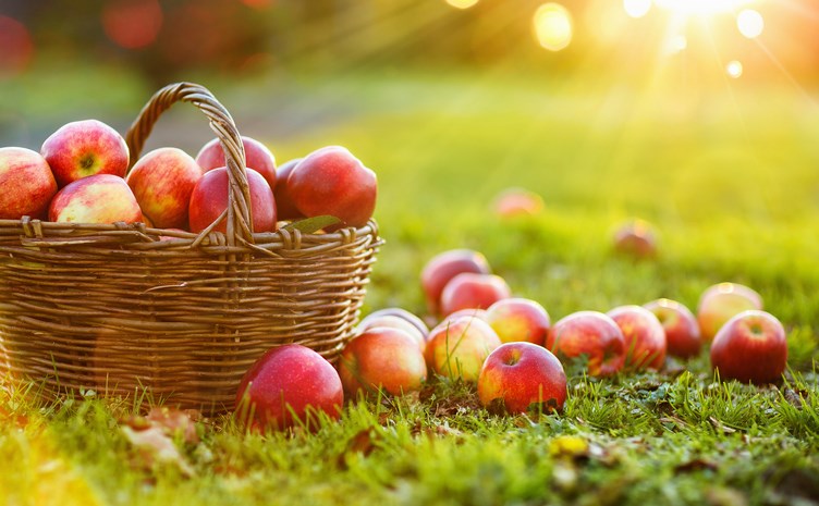 basket of apples getty images