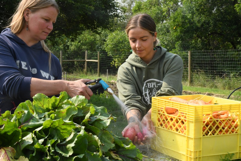 Keri Fox and Maisie Riendeau wash some potatoes after picking them from the community garden. Photo by Jason G. Antonio