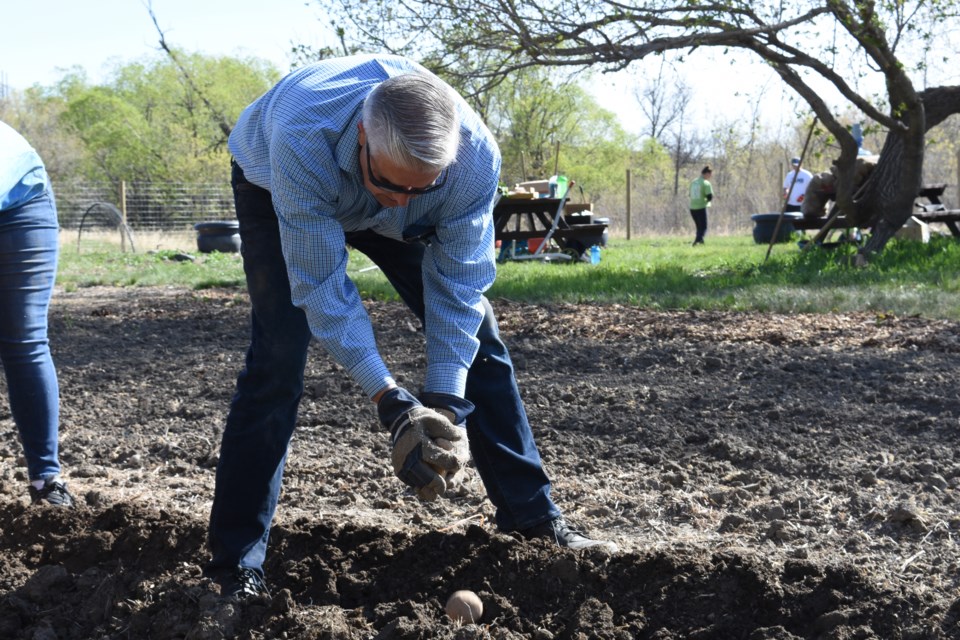 Moose Jaw MLA Warren Michelson helps plant potatoes during the fifth annual planting day at the Mosaic Community Food Farm and Orchard on May 22. Photo by Jason G. Antonio