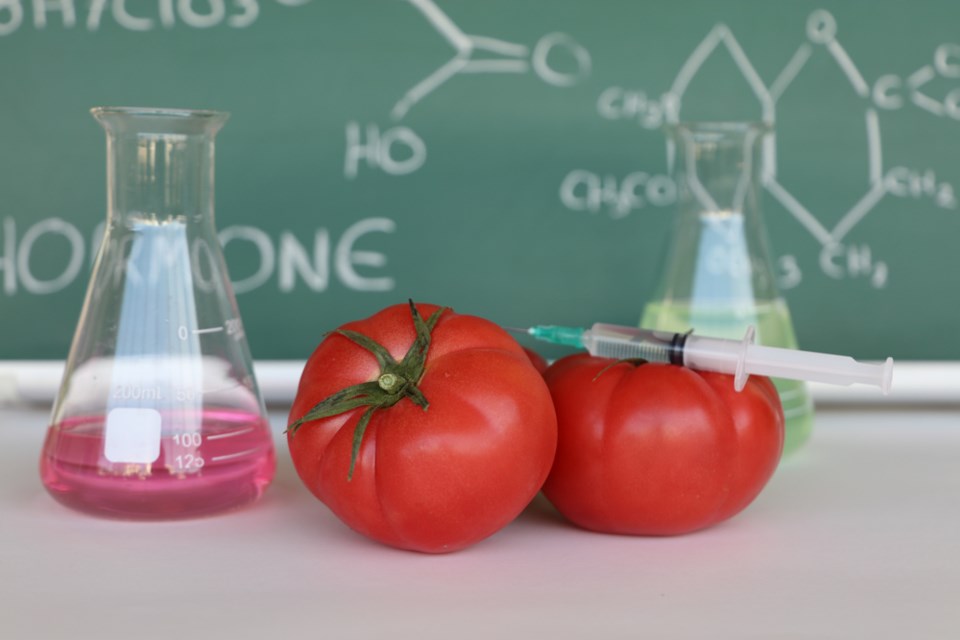 gmo tomatoes shutterstock