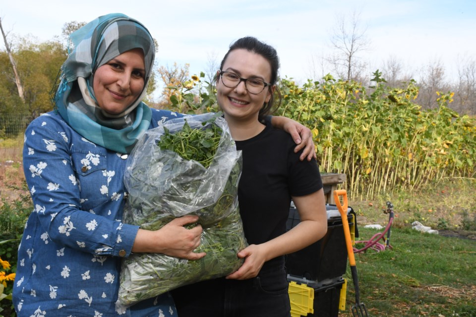 Hanan Tahlo, a Syrian refugee who has lived in Moose Jaw for over two years, and Megan Jahnke-Stonehouse, a Language Instruction for Newcomers to Canada (LINC) teacher, showcase the parsley that they collected at the Mosaic Food Farm. Photo by Jason G. Antonio
