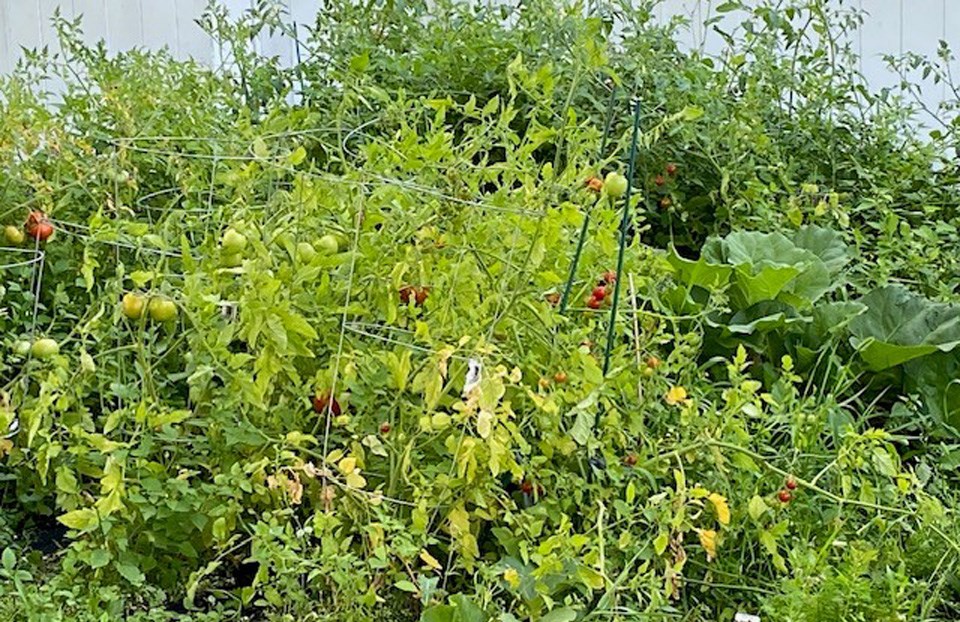 tomato-jungle