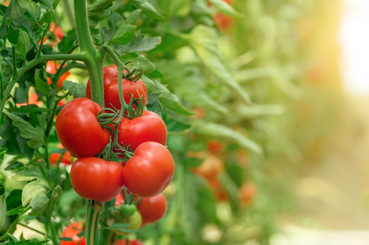 tomatoes in greenhouse getty images