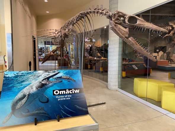 Omācīw (oh-matchee-oh, meaning 'hunter' in Cree) is now at the RSM's T.rex Discovery Centre in Eastend, SK