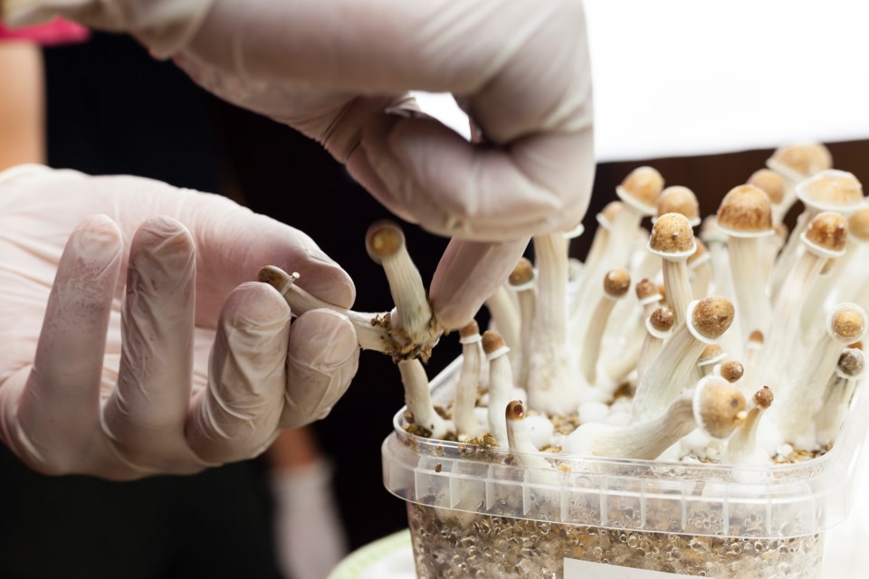 psilocybin mushrooms being harvested in lab environment (Moha El-Jaw-iStock-Getty Images)