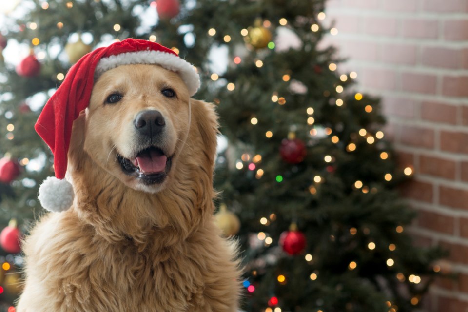 xmas-dog