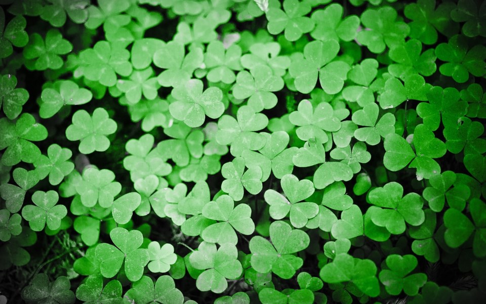 clovers-2280287_1280