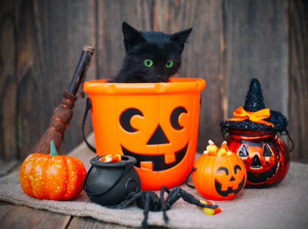 Halloween black cat