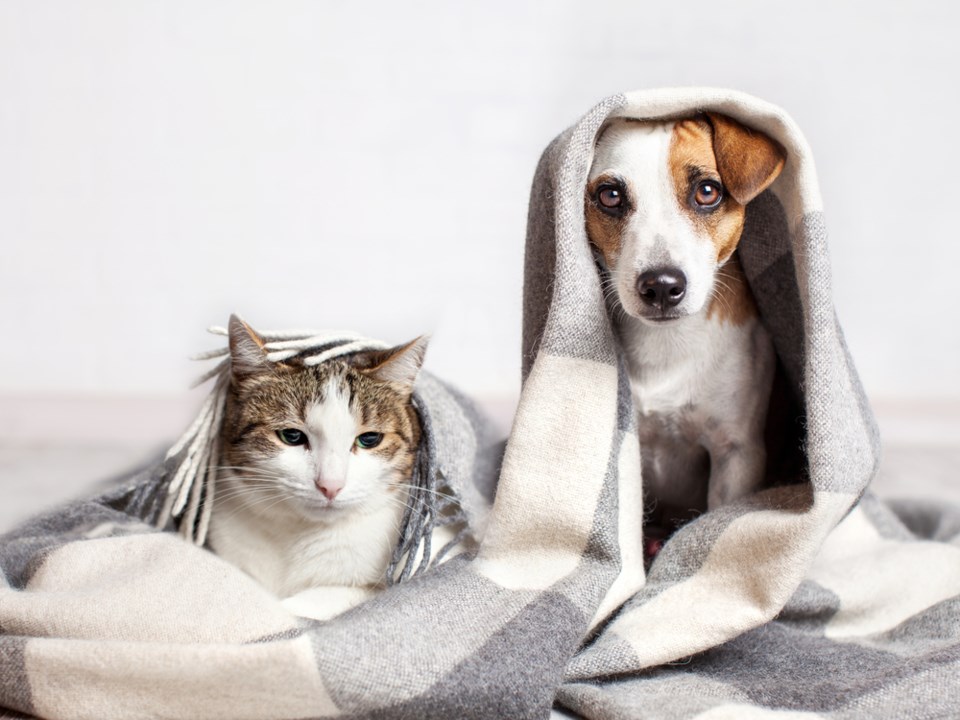 cat and dog winter stock