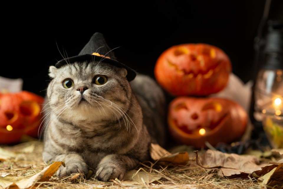 SCRAPS Halloween party inviting all the ghouls out to play