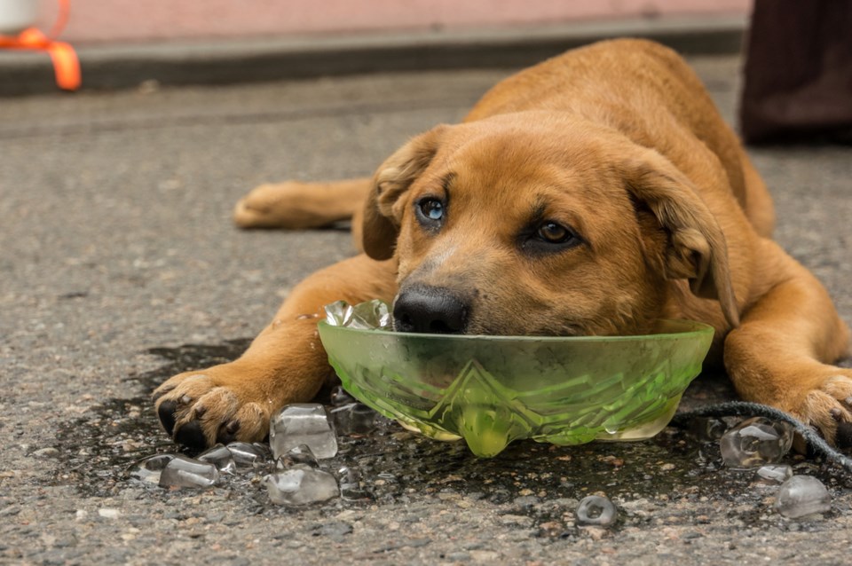 pets in the heat stock