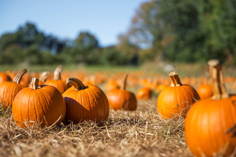 pumpkins stock