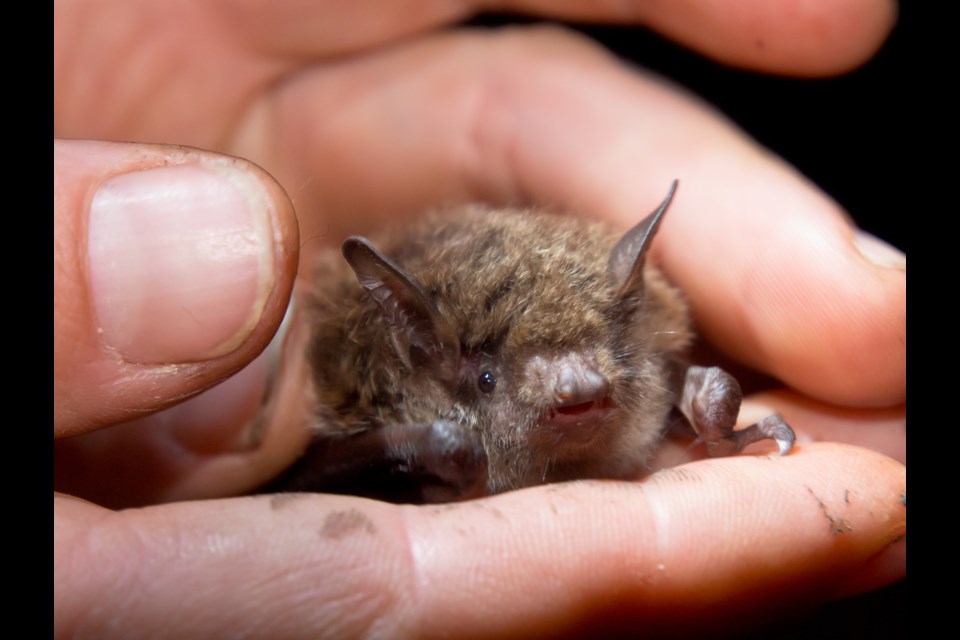 A bat rests in the hands of a researcher