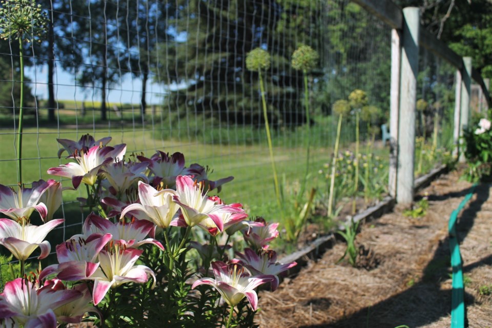 Tugaske artist Joan Foulston took the Moose Jaw Express on a tour of her garden, featured in the recent garden tour fundraiser for Tugaske Regional Library.
